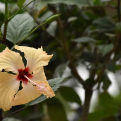 Отель Club Fiji Resort Фиджи, Вити-Леву - отзывы, цены и фото номеров - забронировать отель Club Fiji Resort онлайн фото 10