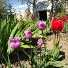 Отель B&B at Bailanysh Кыргызстан, Каракол - отзывы, цены и фото номеров - забронировать отель B&B at Bailanysh онлайн фото 10