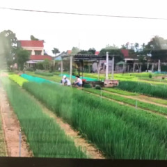 Отель An Bang Garden Homestay бассейн фото 2