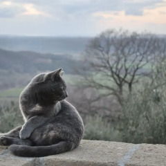 Отель Agriturismo Fattoria La Prugnola Монтескудаио фото 12
