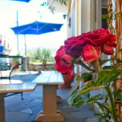 Hotel Aegina с домашними животными