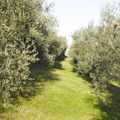 Отель Agriturismo Marani Италия, Лимена - отзывы, цены и фото номеров - забронировать отель Agriturismo Marani онлайн фото 2