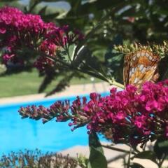 Отель Pension Gruenwald Терлано бассейн фото 3