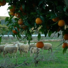 Отель Agroturismo Sa Vinya d'en Palerm фото 7