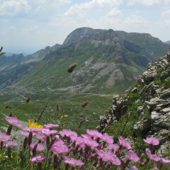Отель Boskovica Brvnare Жабляк фото 16