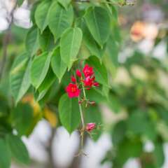 Отель Lomani Island Resort - Adults Only фото 15
