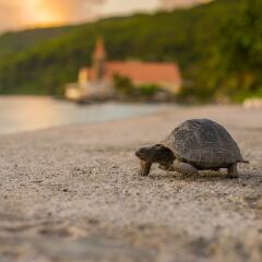 Le Nautique Luxury Beachfront Apartments in Mahe Island, Seychelles from 250$, photos, reviews - zenhotels.com photo 3