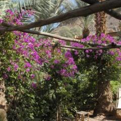 Отель Villa Zagora Ma Villa au Sahara Марокко, Загора - отзывы, цены и фото номеров - забронировать отель Villa Zagora Ma Villa au Sahara онлайн фото 12