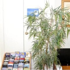 DC International Hostel 1 комната для гостей фото 2