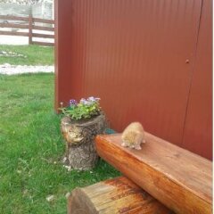 Отель Boskovica Brvnare Жабляк фото 12