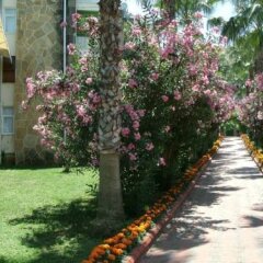 Alanya Cimtur Family House Турция, Окурджалар - отзывы, цены и фото номеров - забронировать отель Alanya Cimtur Family House онлайн