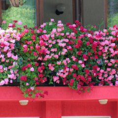 Отель Family Hotel Flora Болгария, Ардино - отзывы, цены и фото номеров - забронировать отель Family Hotel Flora онлайн фото 4
