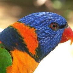 Отель Daintree Wild Zoo & Bed and Breakfast спортивное сооружение