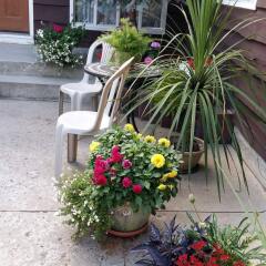 Отель Wild Rose Bed & Breakfast фото 3