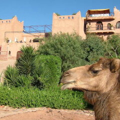 Отель Kasbah Le Mirage с домашними животными