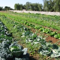 Отель Masseria Quis Ut Deus Италия, Криспьяно - отзывы, цены и фото номеров - забронировать отель Masseria Quis Ut Deus онлайн