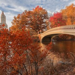 Отель Ritz-Carlton New York Central Park США, Нью-Йорк - отзывы, цены и фото номеров - забронировать отель Ritz-Carlton New York Central Park онлайн фото 7