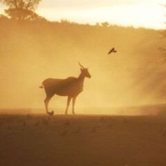 Отель Addo Elephant Back Safaris and Lodge пляж фото 2