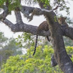 Отель Wild Trails Yala Tented Safari Camp фото 5