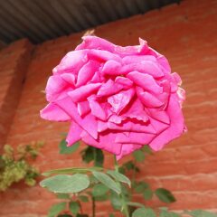 Отель Bodhi Guest House Непал, Катманду - отзывы, цены и фото номеров - забронировать отель Bodhi Guest House онлайн фото 6