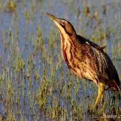 Sultan Pansion Bird Paradise Турция, Орханлы - отзывы, цены и фото номеров - забронировать отель Sultan Pansion Bird Paradise онлайн приотельная территория