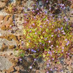 Отель Gite des Coteaux Льеж фото 20