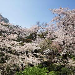 Отель Prince Sakura Tower Токио фото 5
