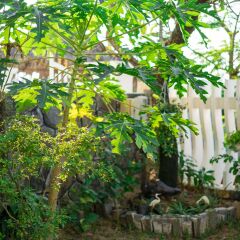 Отель An Bang Beach Nature Homestay Вьетнам, Хойан - отзывы, цены и фото номеров - забронировать отель An Bang Beach Nature Homestay онлайн фото 3