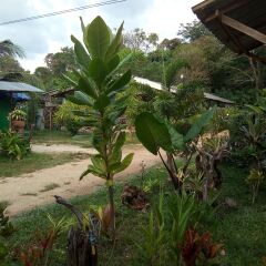 Отель Klong Khong Garden Ланта фото 3