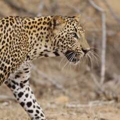 Отель Wild Trails Yala Tented Safari Camp By Yoho сауна