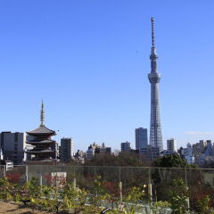 Отель Richmond Hotel Premier Asakusa International Япония, Токио - 2 отзыва об отеле, цены и фото номеров - забронировать отель Richmond Hotel Premier Asakusa International онлайн фото 2