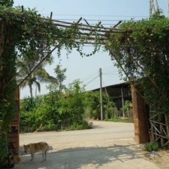 Отель Khun Maekok Tara Resort пляж фото 2