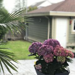 Отель Upper Deer Lake Family Duplex Suite Канада, Бурнаби - отзывы, цены и фото номеров - забронировать отель Upper Deer Lake Family Duplex Suite онлайн фото 6