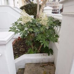 Отель 1 Bedroom Apartment in Notting Hill Accommodates 2 Великобритания, Лондон - отзывы, цены и фото номеров - забронировать отель 1 Bedroom Apartment in Notting Hill Accommodates 2 онлайн балкон