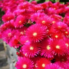 Отель Quinta Da Capela фото 28