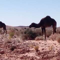 Отель Гостевой дом La Vallée des Dunes Марокко, Мерзуга - отзывы, цены и фото номеров - забронировать отель Гостевой дом La Vallée des Dunes онлайн городской автобус