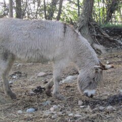 Отель Camping Village Città di Milano Италия, Милан - отзывы, цены и фото номеров - забронировать отель Camping Village Città di Milano онлайн приотельная территория