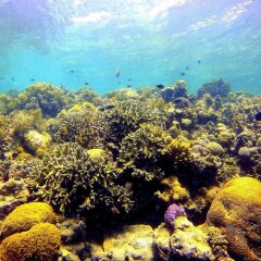 Отель Scuba Tiger Semporna Holiday Resort фото 6