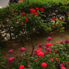 Отель Acasa Bed & Breakfast фото 2