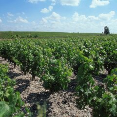 Отель Ibis Saint Emilion Франция, Сент-Эмильон - отзывы, цены и фото номеров - забронировать отель Ibis Saint Emilion онлайн фото 9