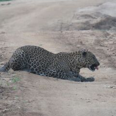 Отель Yala Golden Park пляж фото 2