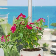 Palm Beach Hotel Турция, Силифке - отзывы, цены и фото номеров - забронировать отель Palm Beach Hotel онлайн помещение для мероприятий