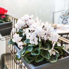Отель Affittacamere Beconcini Giuliana Италия, Сан-Джиминьяно - отзывы, цены и фото номеров - забронировать отель Affittacamere Beconcini Giuliana онлайн интерьер отеля