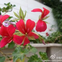 Отель Peking Garden Hotel Китай, Пекин - отзывы, цены и фото номеров - забронировать отель Peking Garden Hotel онлайн фото 4