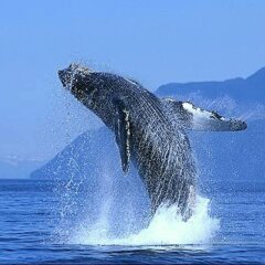 Отель Park Royal Los Cabos Сан-Хосе-дель-Кабо приотельная территория фото 2