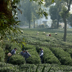 Отель Landison Longjing Resort фото 4