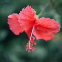 Отель Lakeside Homestay фото 6
