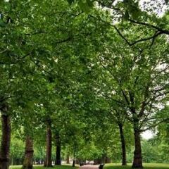 Отель Hilton Green Park Лондон приотельная территория