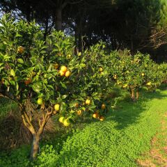 Отель Quinta Raposeiros фото 2