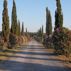 Отель Fattoria La Steccaia Монтескудаио приотельная территория